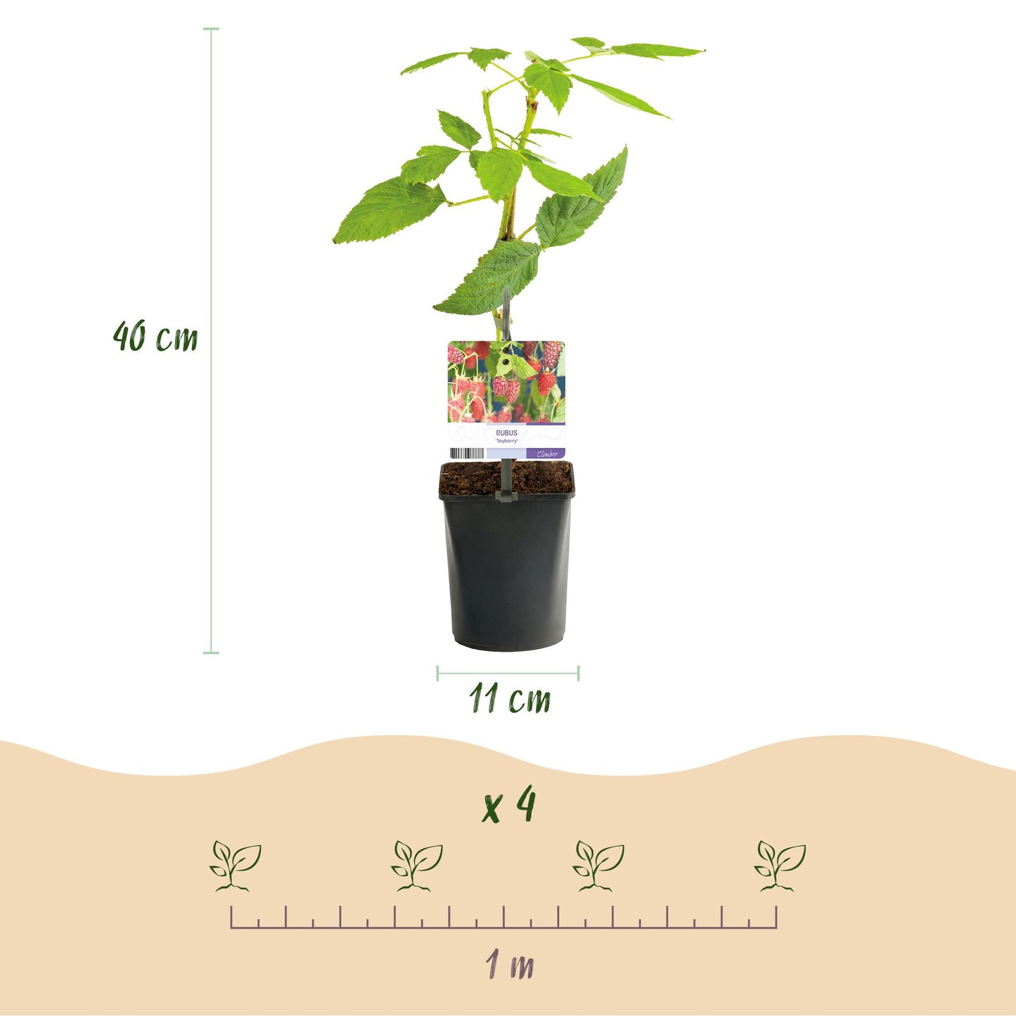 🍓 Rubus ‘Tayberry’ – Taybes (2 Stuks)
