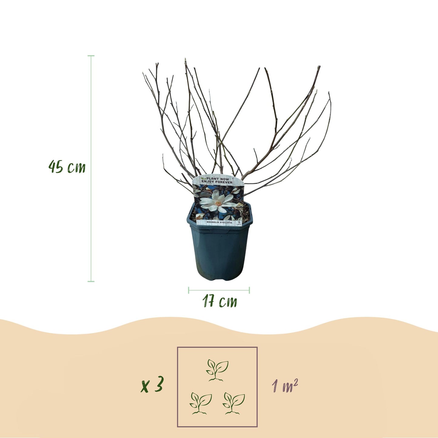 🤍 Magnolia stellata – Stermagnolia