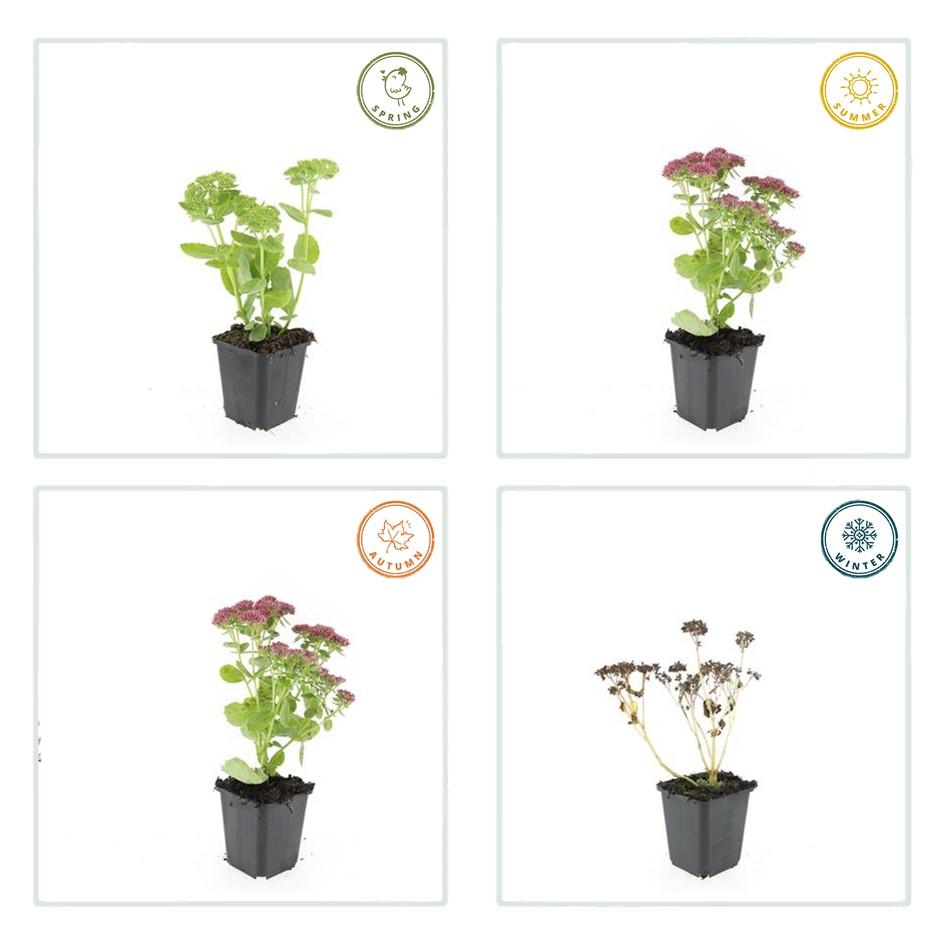 🌿 Sedum ‘Herbstfreude’ – Winterharde Bloeiende Vaste Plant (6 stuks)