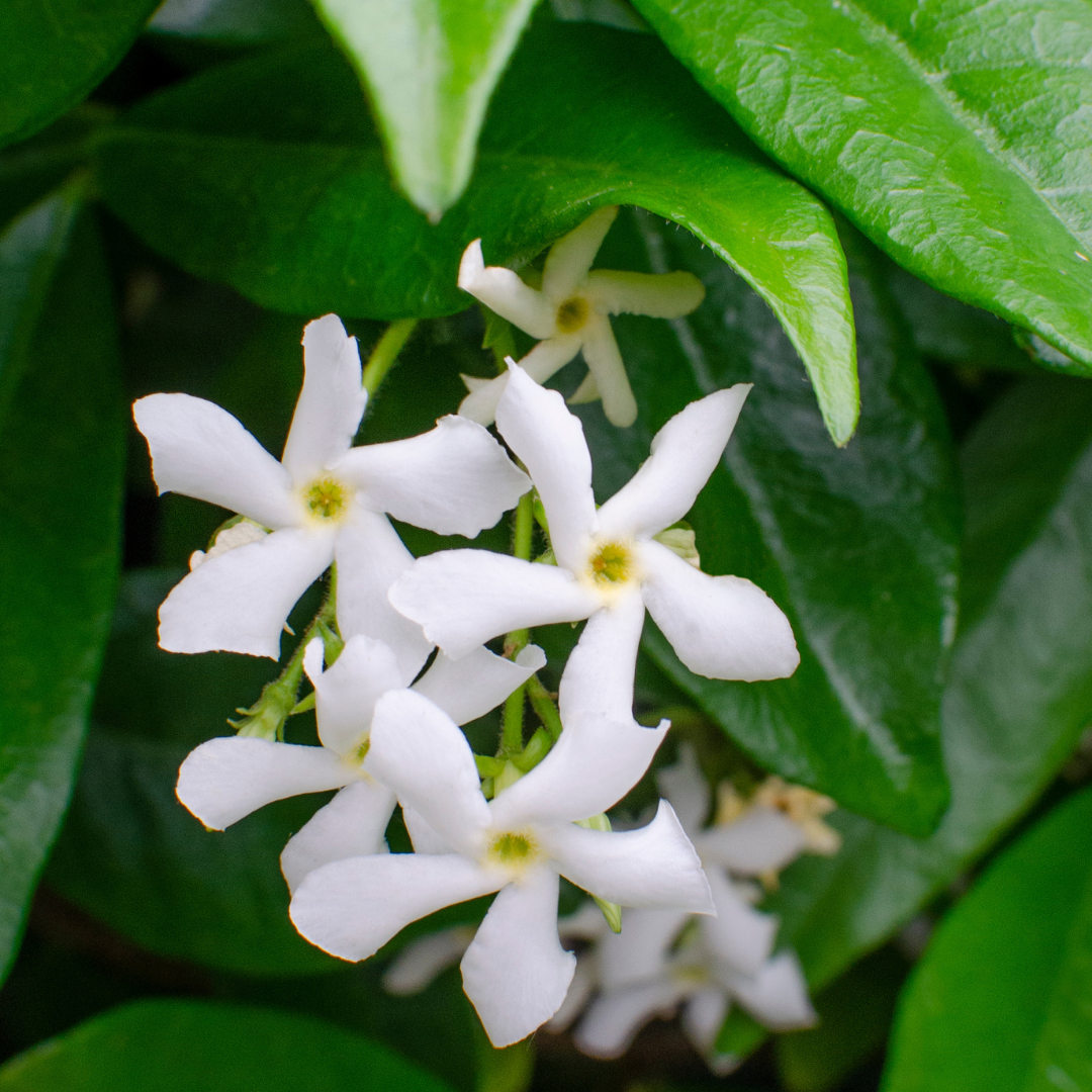 🌸 Trachelospermum jasminoides 'Star of Venice' | Toscaanse Jasmijn