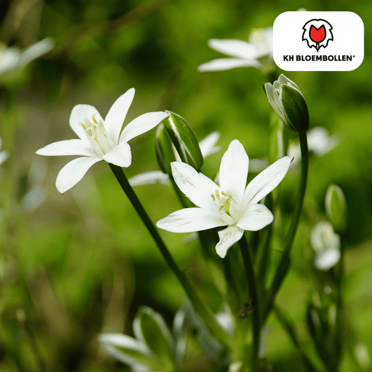 🌼Ornithogalum Vogelmelk Voorjaarsbloeier & Verwilderingsbol (30 stuks)