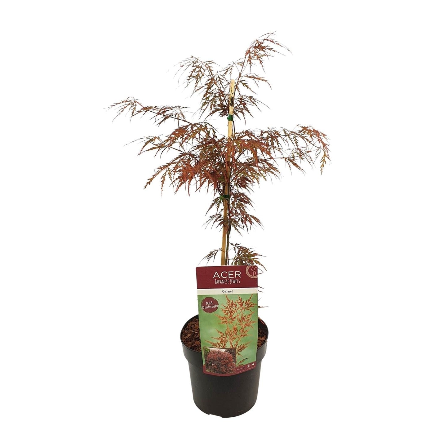 🍁 Acer palmatum ‘Garnet’ – Japanse Esdoorn