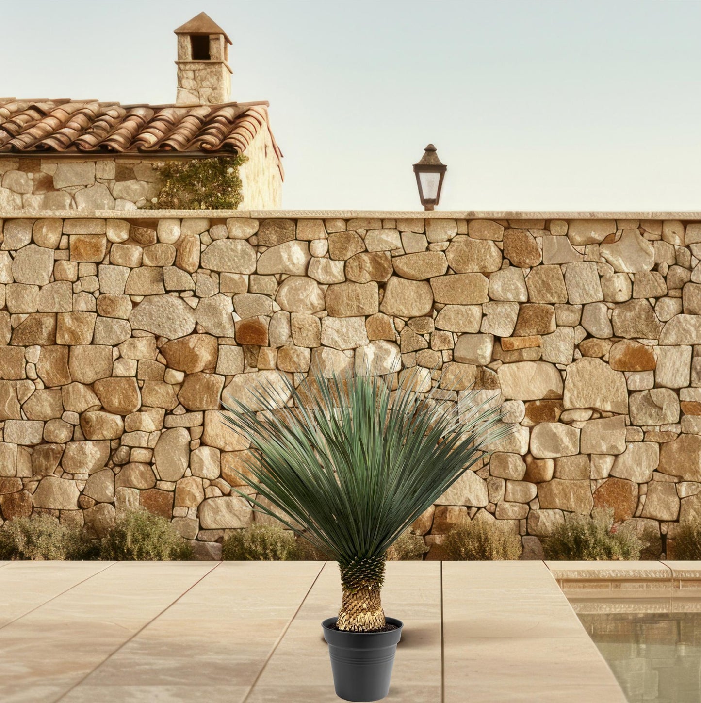🌵 Yucca rostrata – Winterharde Palmlelie (1 plant)