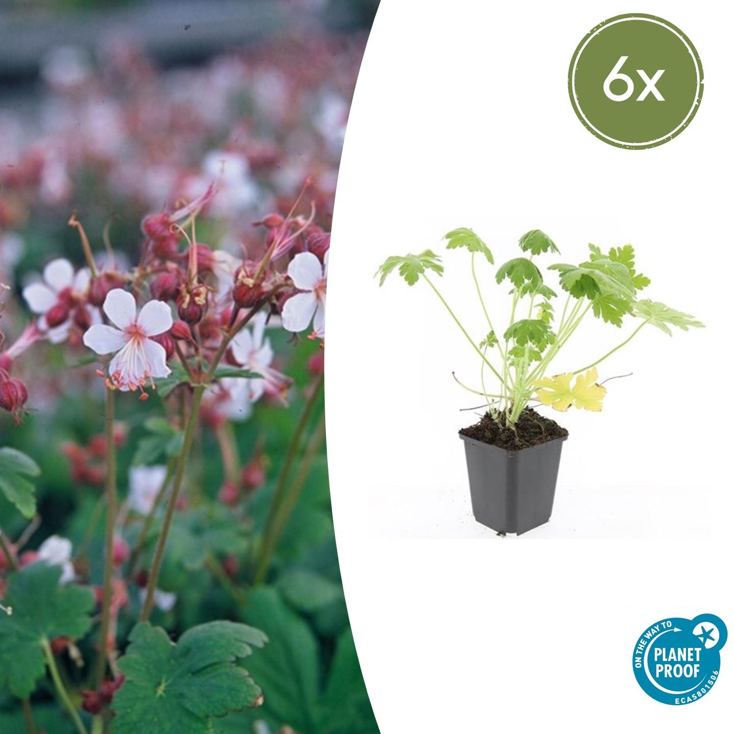 🌸 Geranium ‘Spessart’ – Winterharde Geurende Bodembedekker (6 stuks)
