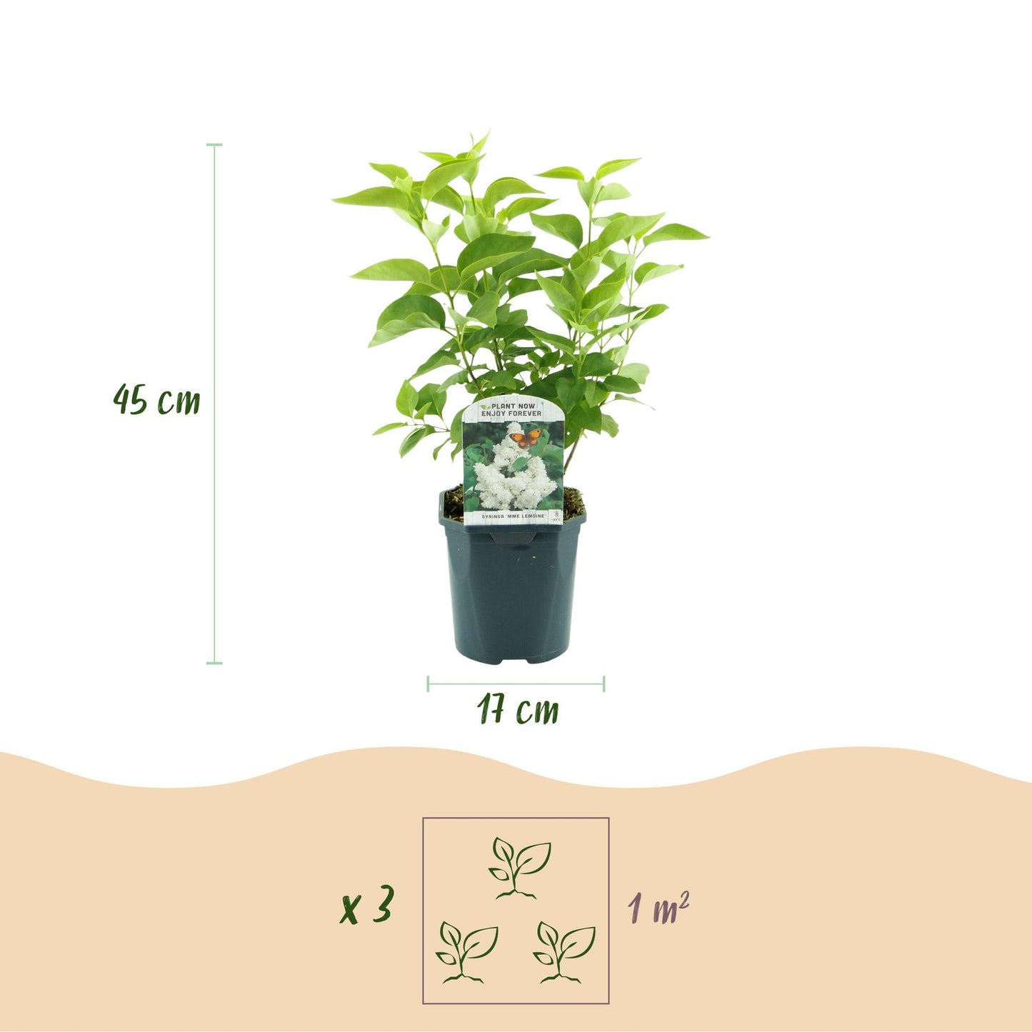🤍 Syringa vulgaris ‘Mme Lemoine’ – Witte Sering