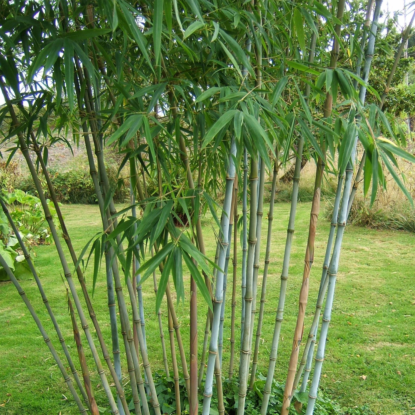 🌿 Bamboe ‘Fargesia Blue Dragon’ – Niet Woekerende Bamboe