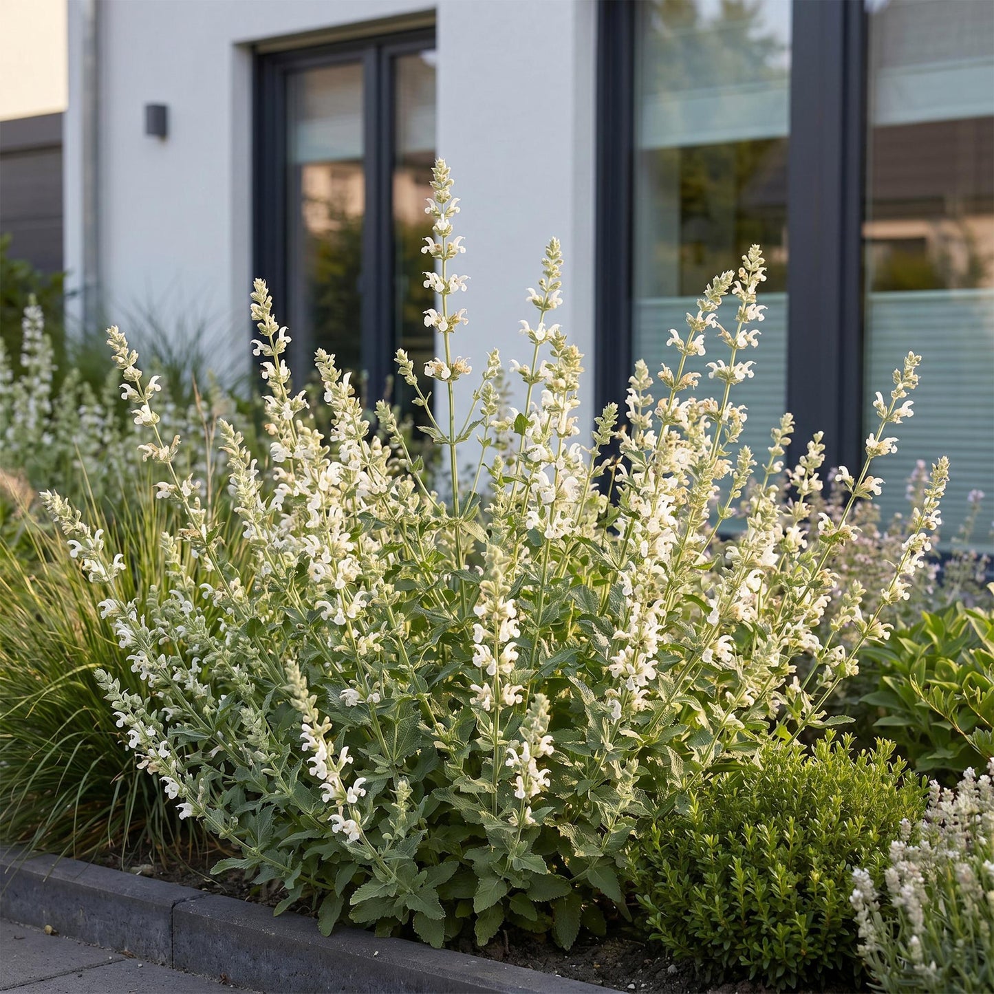 🌿 Nepeta × faassenii 'Snowflake' – Wit Kattenkruid | 3 stuks