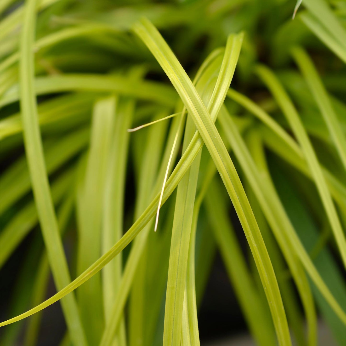 🌾 Carex oshimensis ‘Everillo’ – Geel Siergras | (4 stuks)