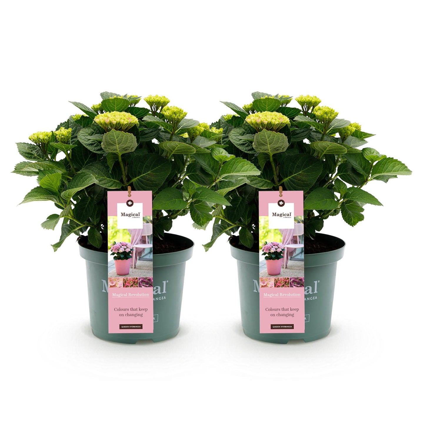 🌸 Hydrangea ‘Magical Revolution Pink’ – Roze Hortensia | (2 stuks)
