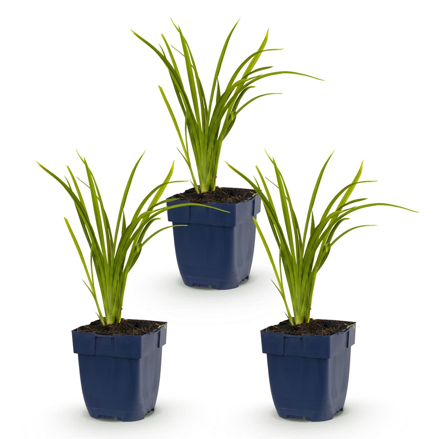 🌿 Hemerocallis 'Autumn Red' – Rode Daglelie | 3 stuks