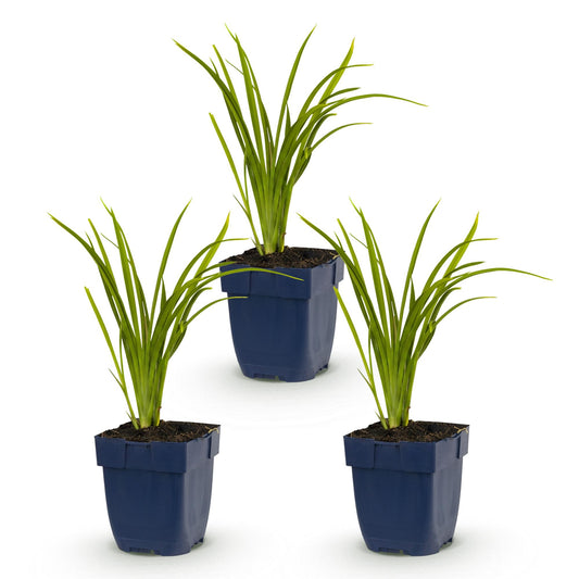 🌿 Hemerocallis 'Autumn Red' – Rode Daglelie | 3 stuks