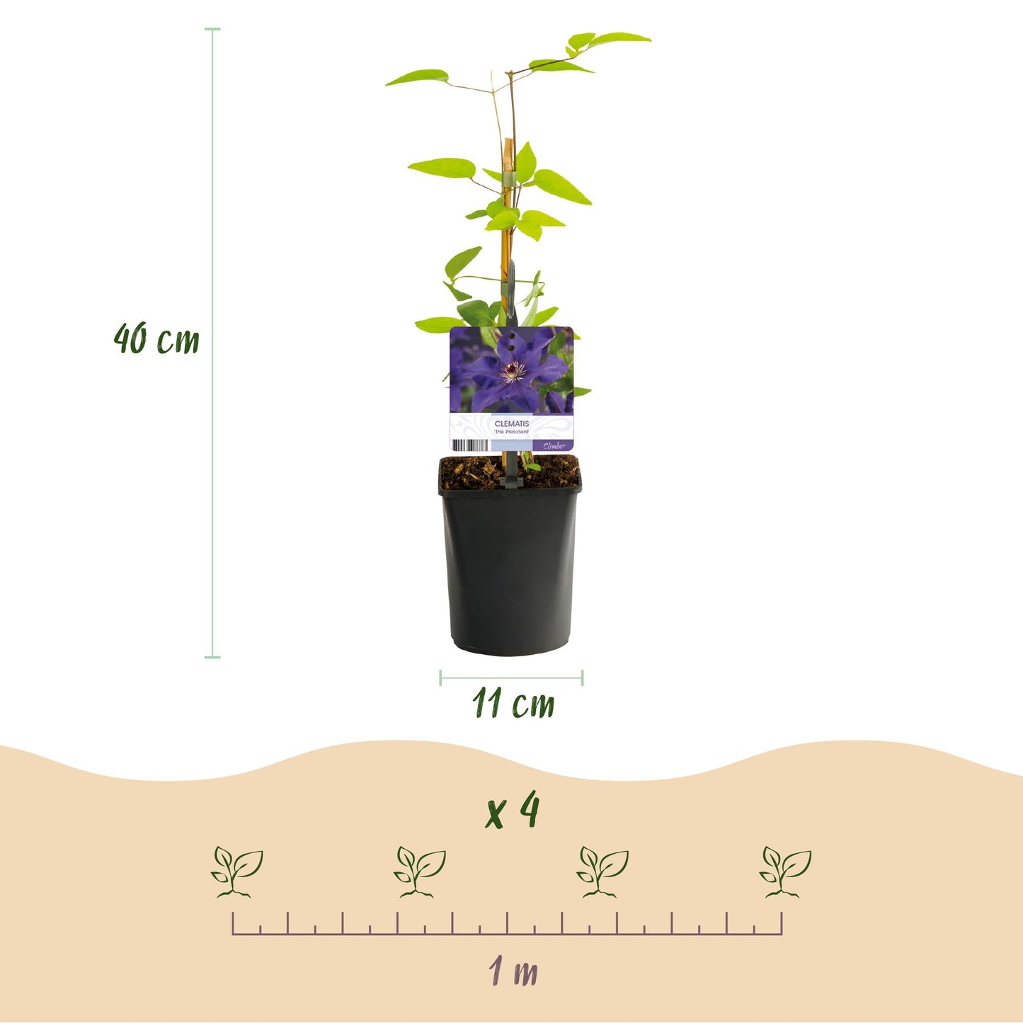 🌸 Clematis ‘The President’ – Klimplant (2 Stuks)
