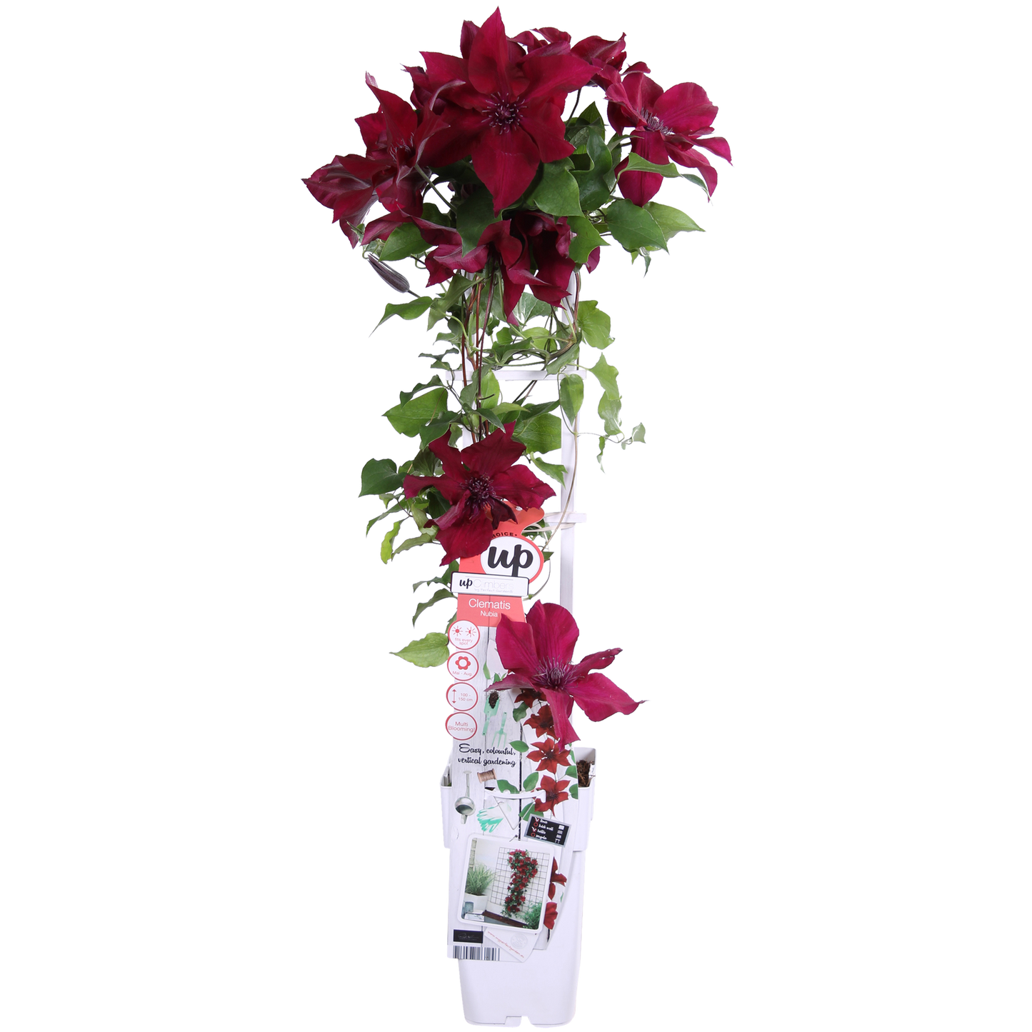 ❤️ Clematis ‘Nubia’ – Clematis Evison Rood