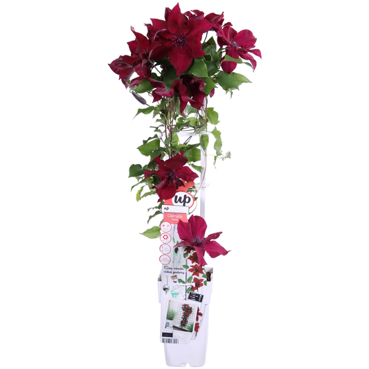 ❤️ Clematis ‘Nubia’ – Clematis Evison Rood