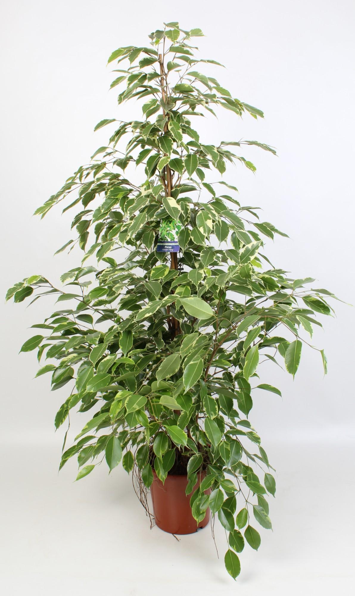 🌿 Ficus Benjamina Golden King