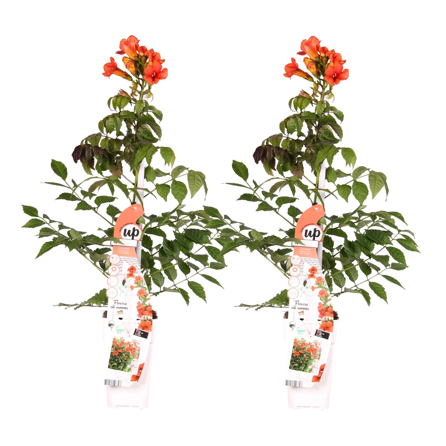 🌺 Campsis ‘Summer Jazz Fire Trumpet’ – Trompetbloem (2 Stuks)