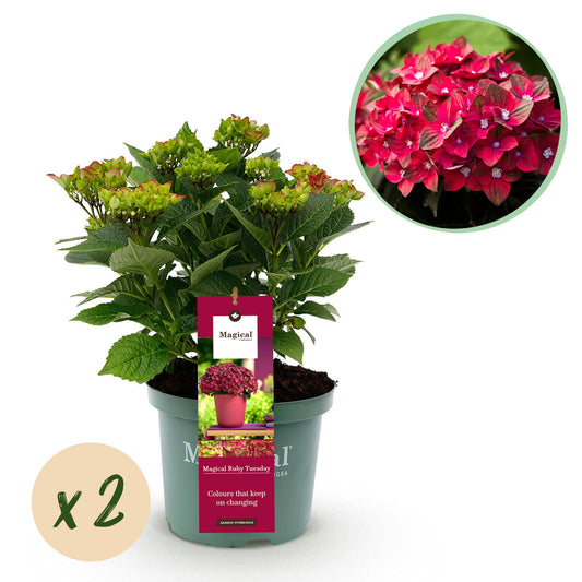 ❤️ Hydrangea ‘Magical Tuesday & Sapphire’ – Rode Hortensia | (2 stuks)