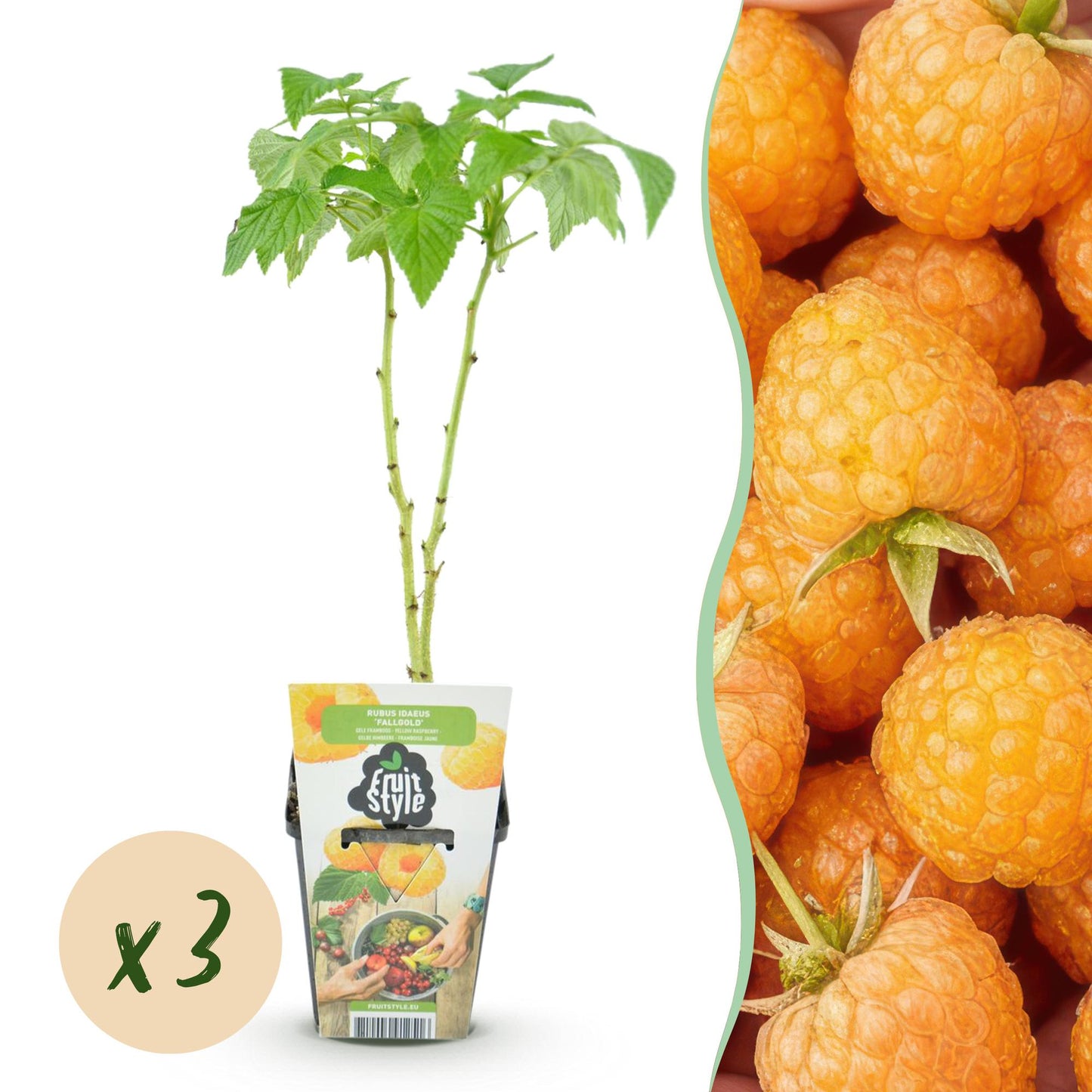 🍑 Framboos ‘Fallgold’ – Gele Frambozenplant | (3 stuks)