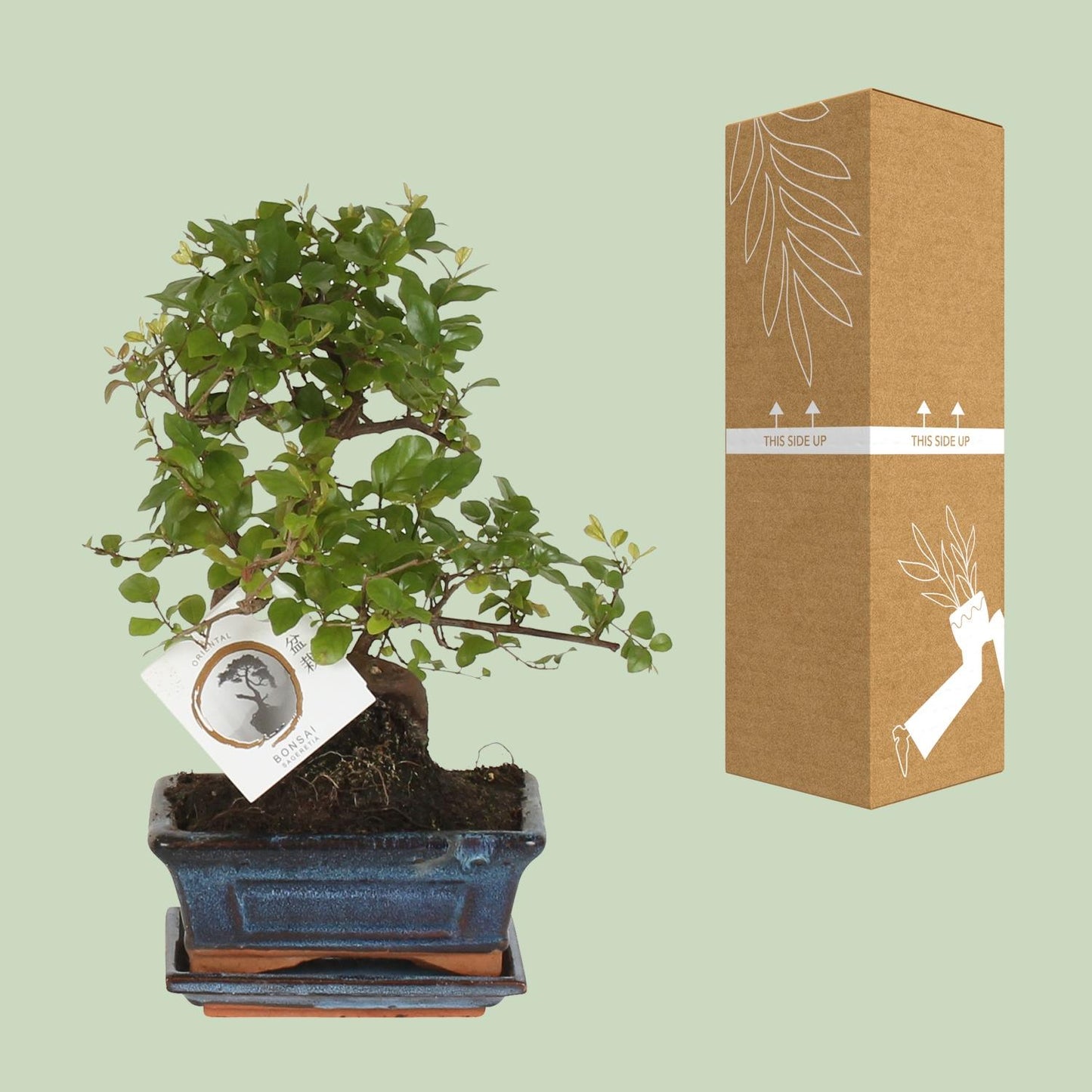 🌳 Bonsai ‘Sageretia’ – S-vorm