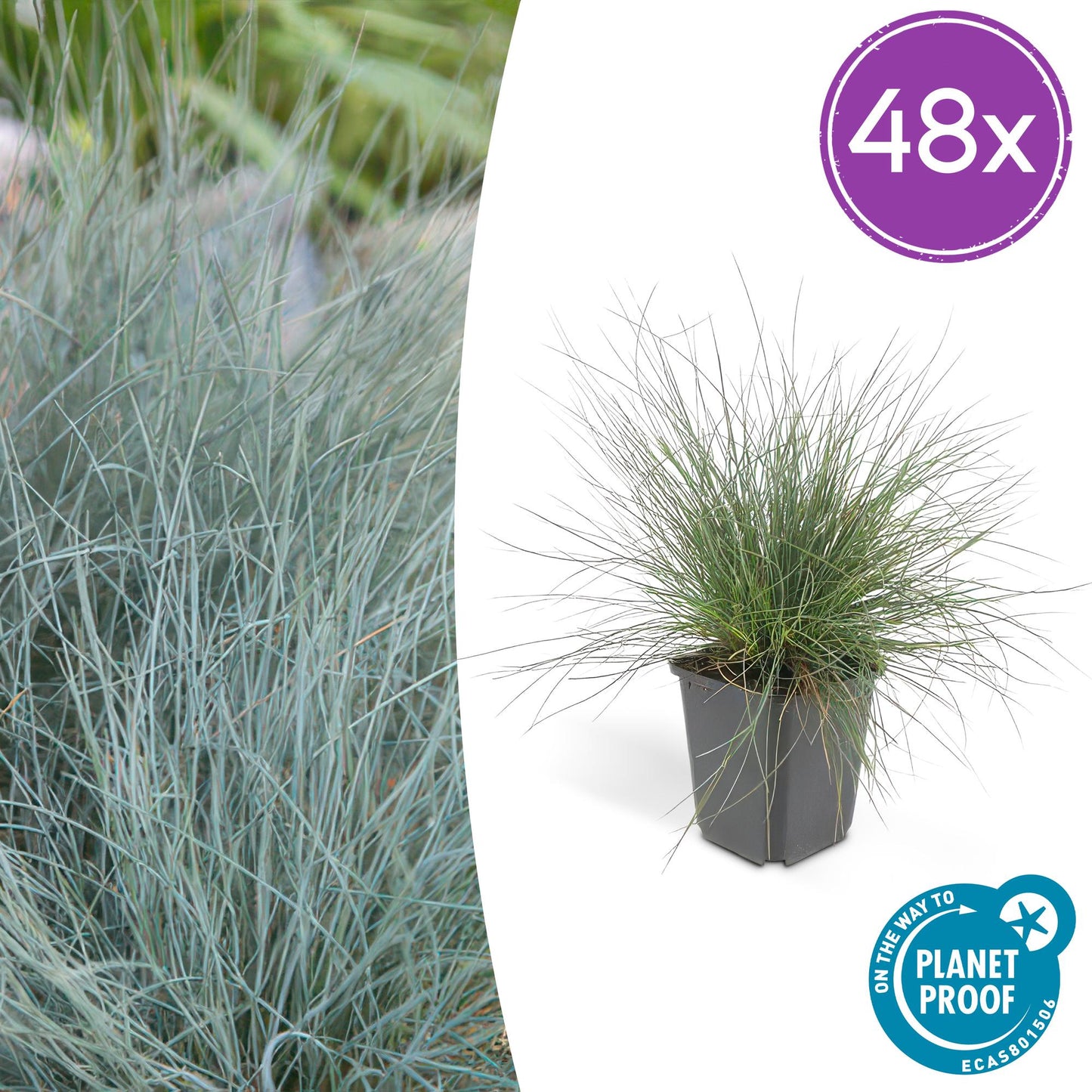 🌾 Festuca glauca ‘Elijah Blue’ | Blauw Siergras (48 Stuks)