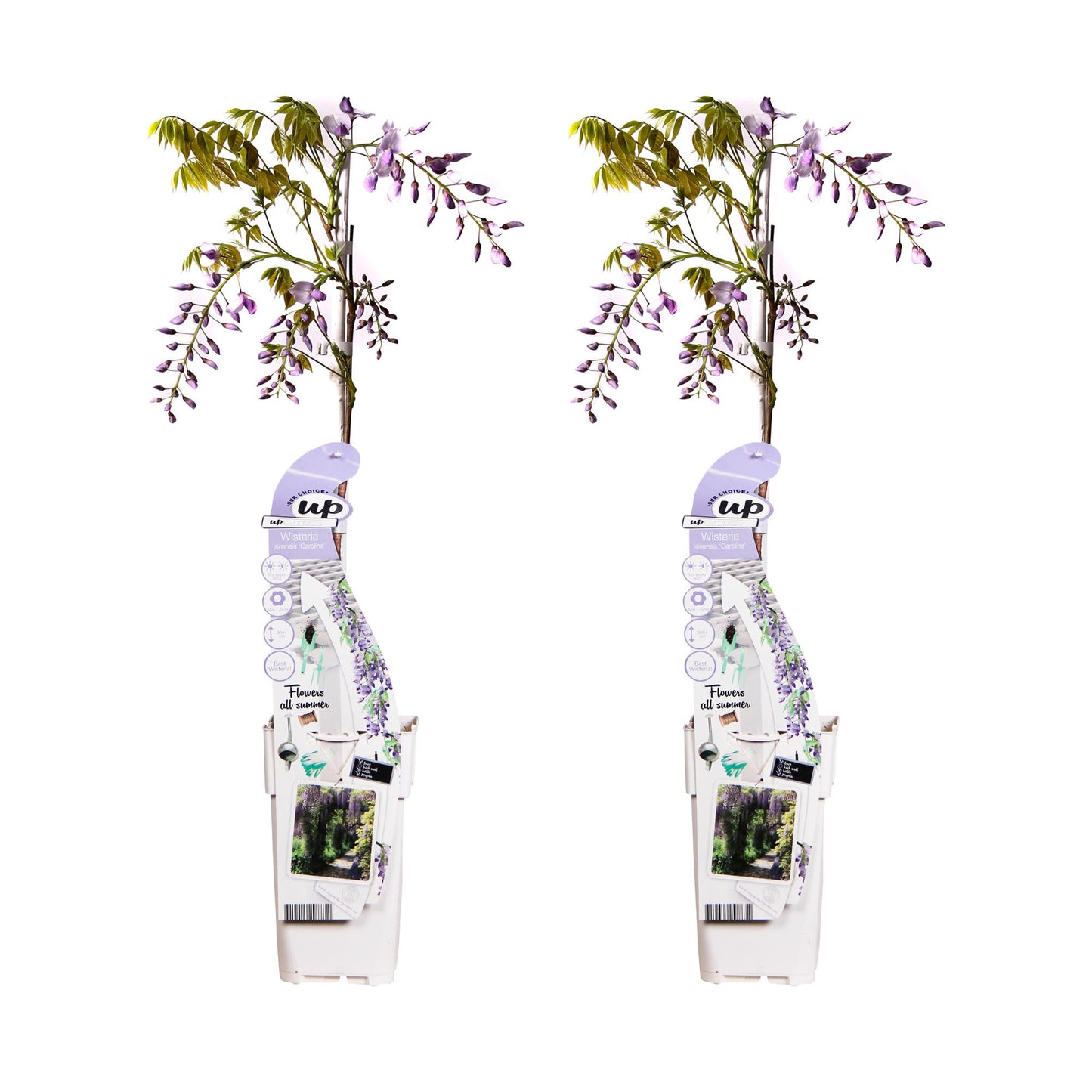 💜 Wisteria sinensis ‘Caroline’ – Blauwe Regen | (2 stuks)