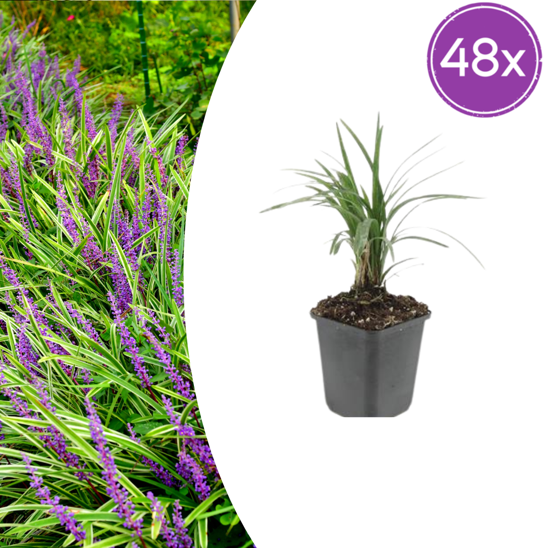 🌿 Liriope muscari 'Moneymaker' – Leliegras ( 48 stuks)