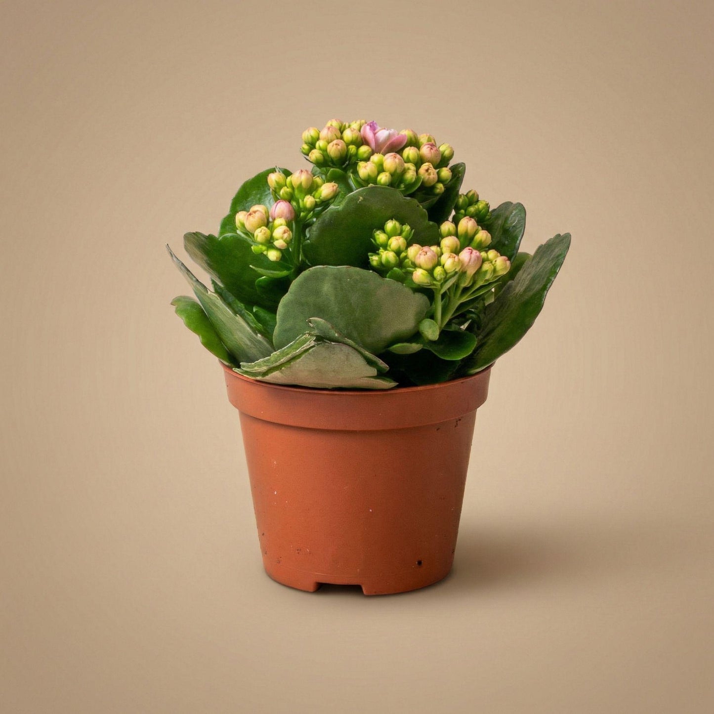 🌸 Kalanchoë Mix | Set van 3 Bloeiende Kamerplanten