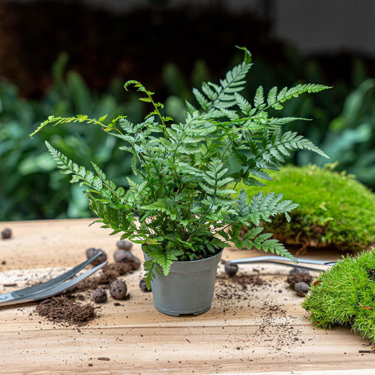 🌿 Athyrium spicatum – Varen