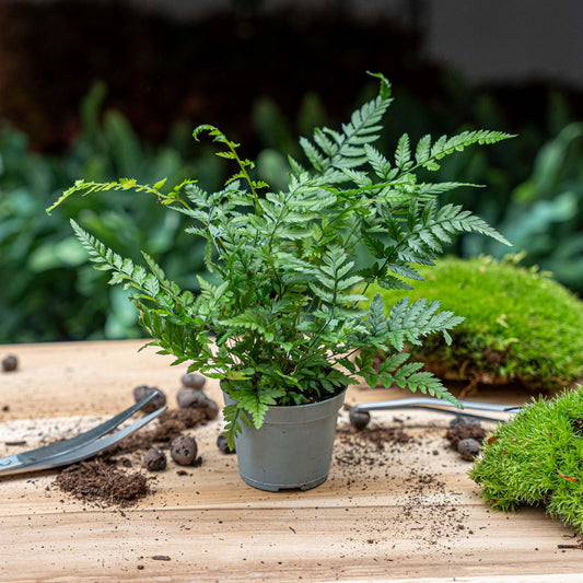 🌿 Athyrium spicatum – Varen