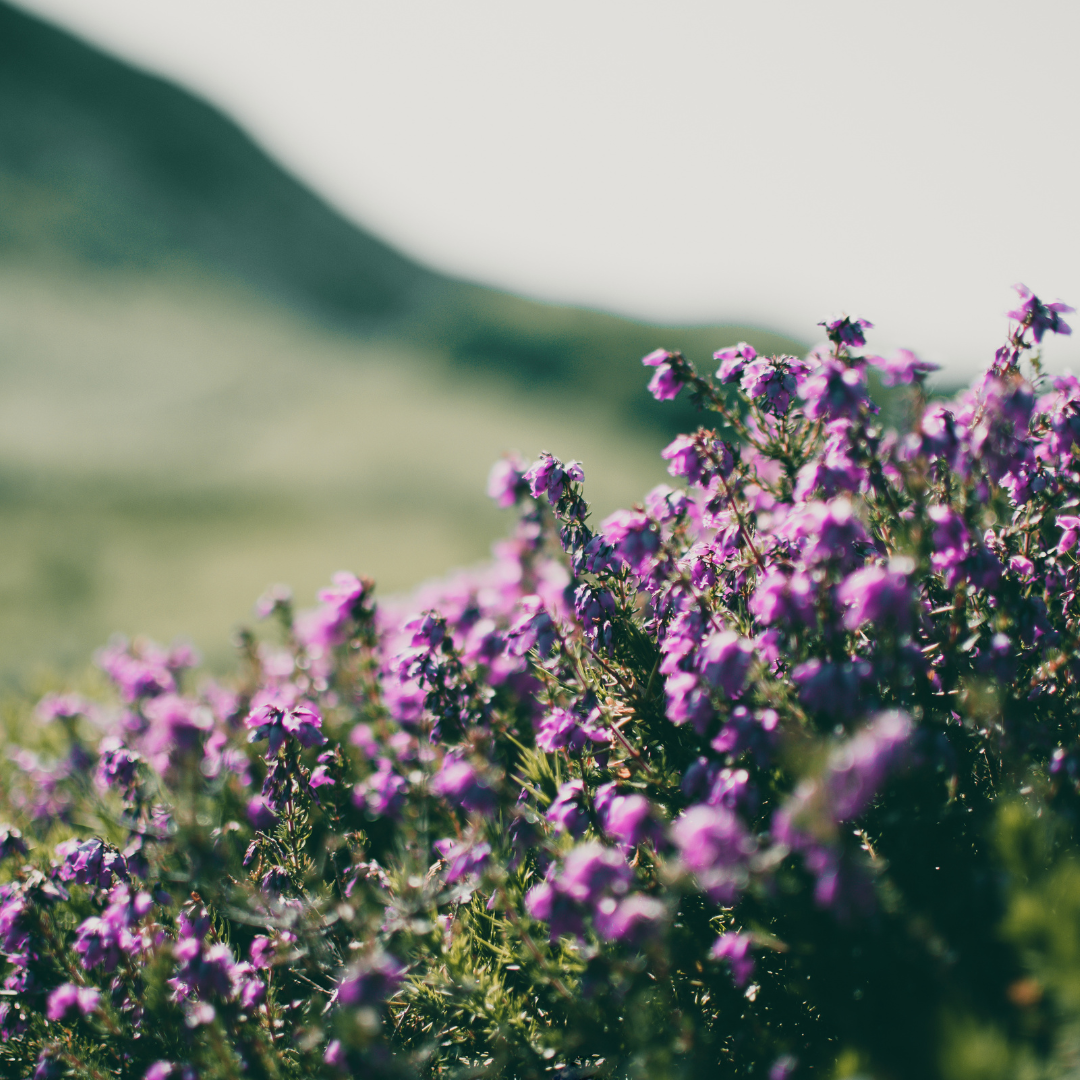 🌸 Thymus ‘Purple Beauty’ – Winterharde Bloeiende Bodembedekker (24 stuks)