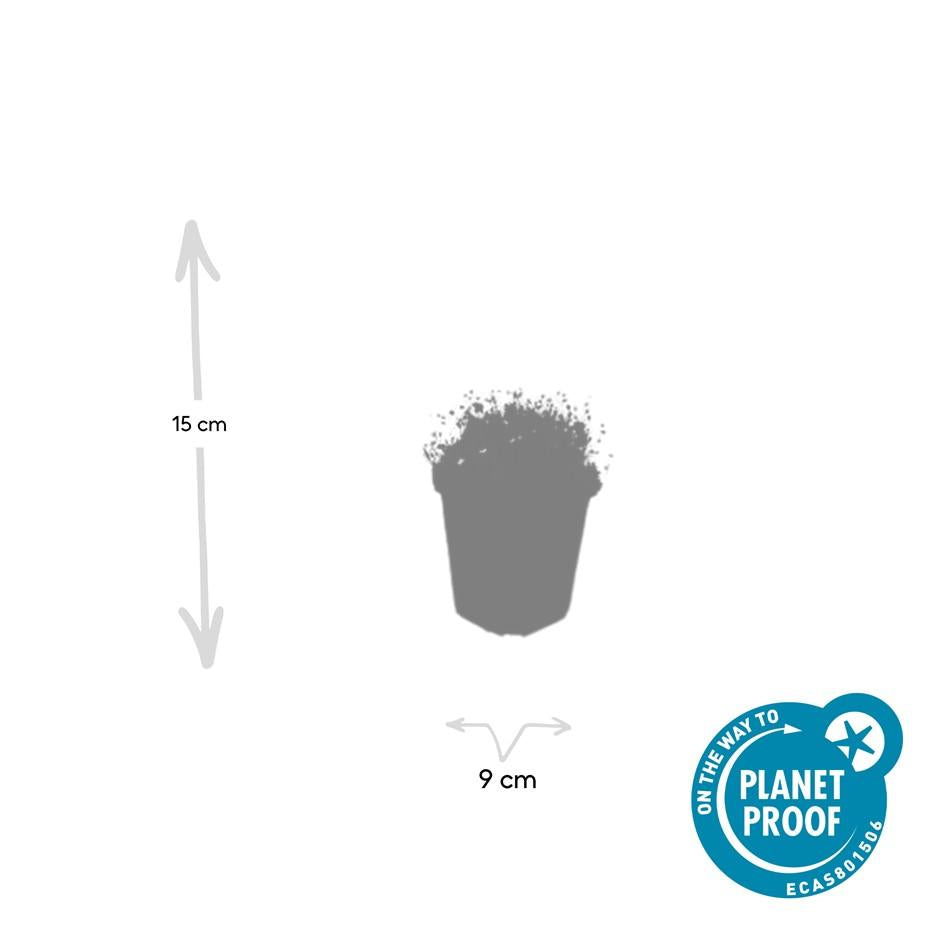 24x Sagina subulata – Iers mos – Bodembedekker – Pot Ø9cm – Hoogte 10-25cm