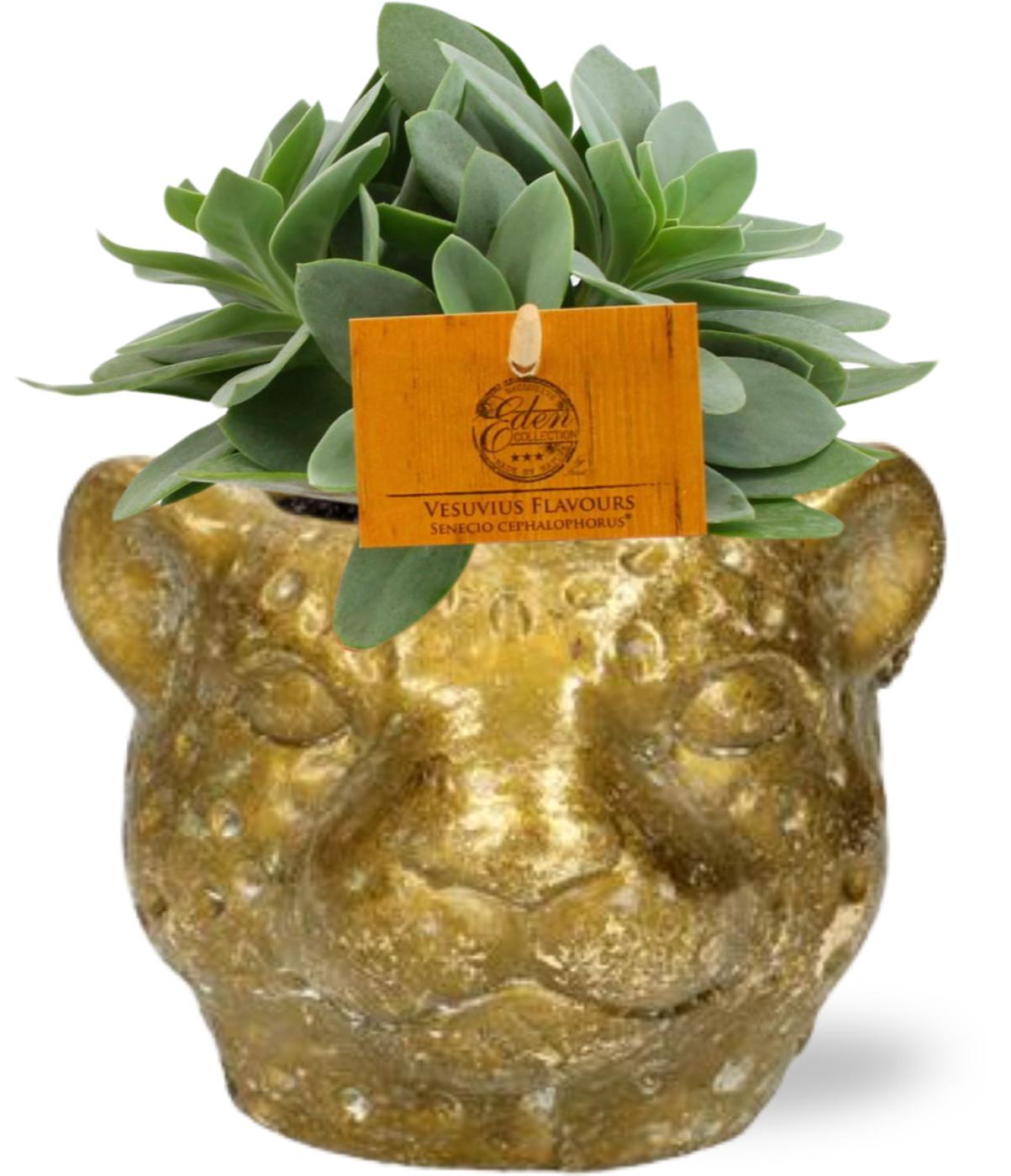 🌿 Senecio Cephalophorus | Plant met Gouden Luipaard Planter