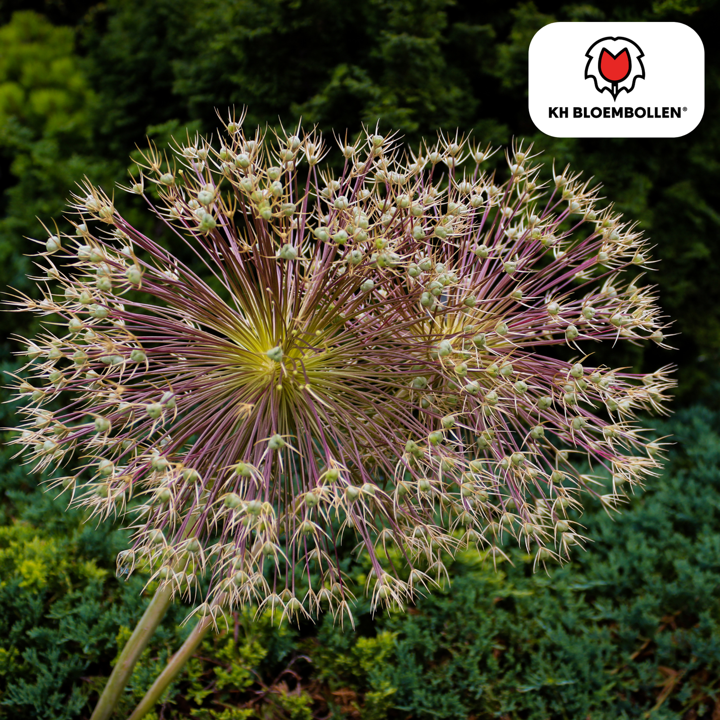 Allium ‘Schubertii’ 🌸 | 5 Bloembollen – Stervormig & Bijenlokker