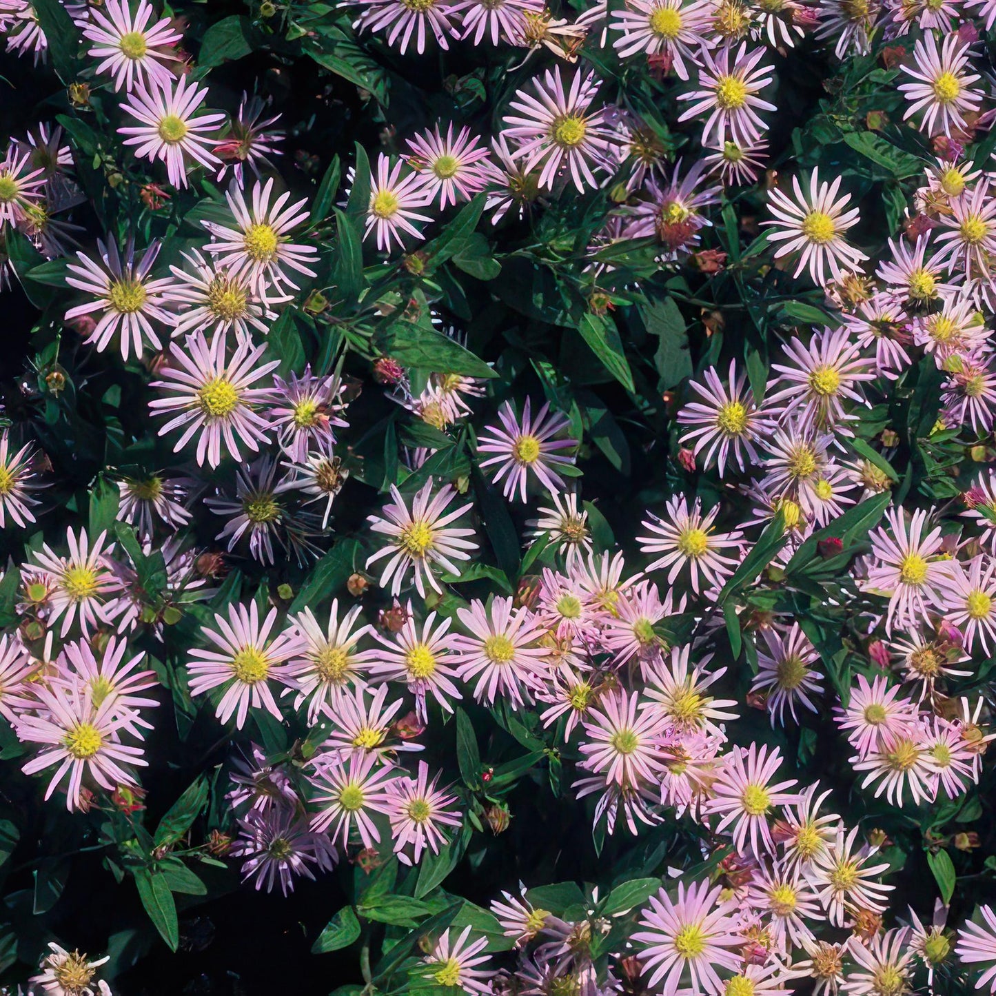 🌸 Aster ‘Asran’ – Winterharde Bloeiende Bodembedekker (24 stuks)