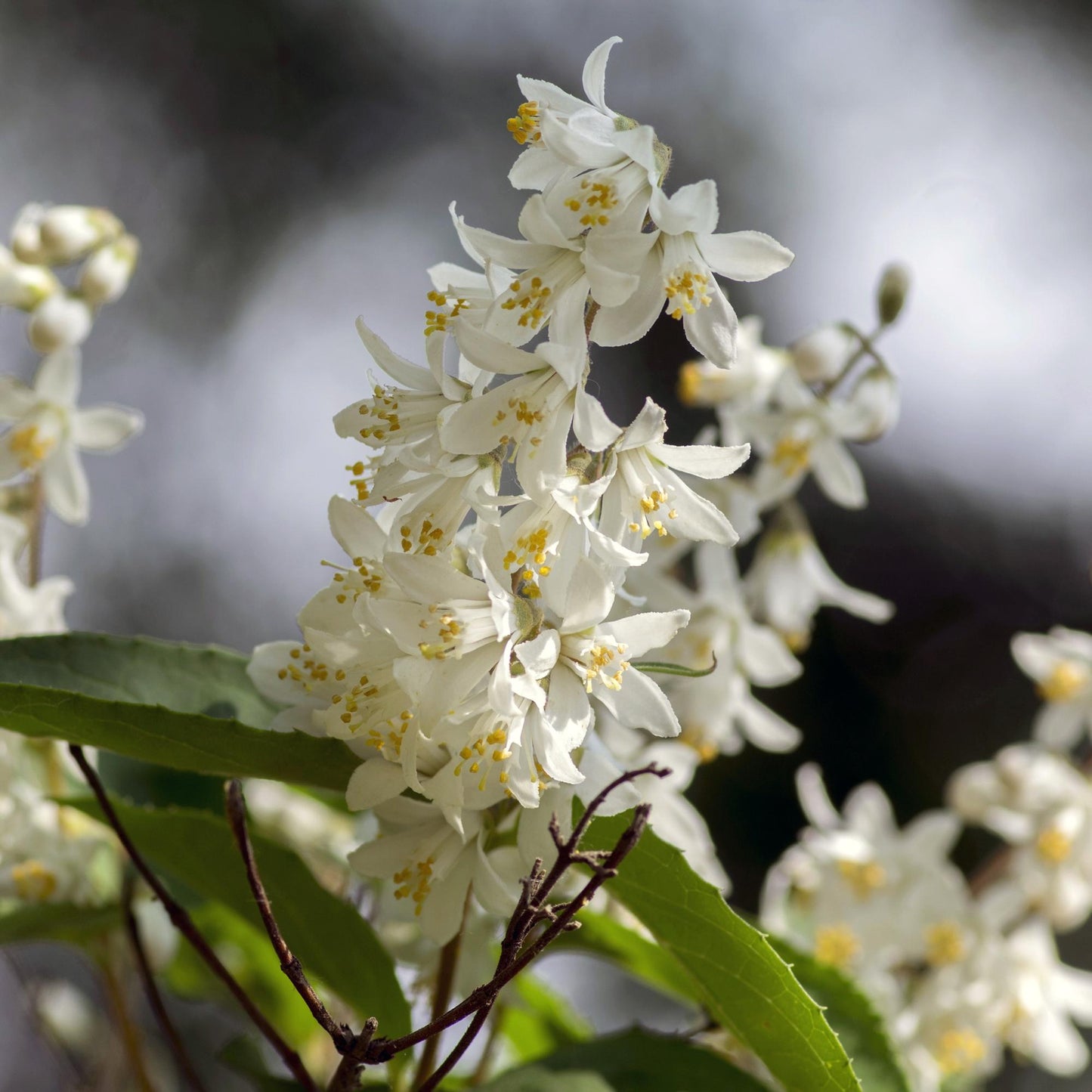 🤍 Deutzia gracilis – Bruidsbloem