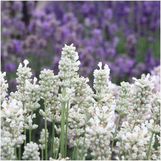 🤍 Lavandula angustifolia ‘White’ – Witte Lavendel (48 Stuks)