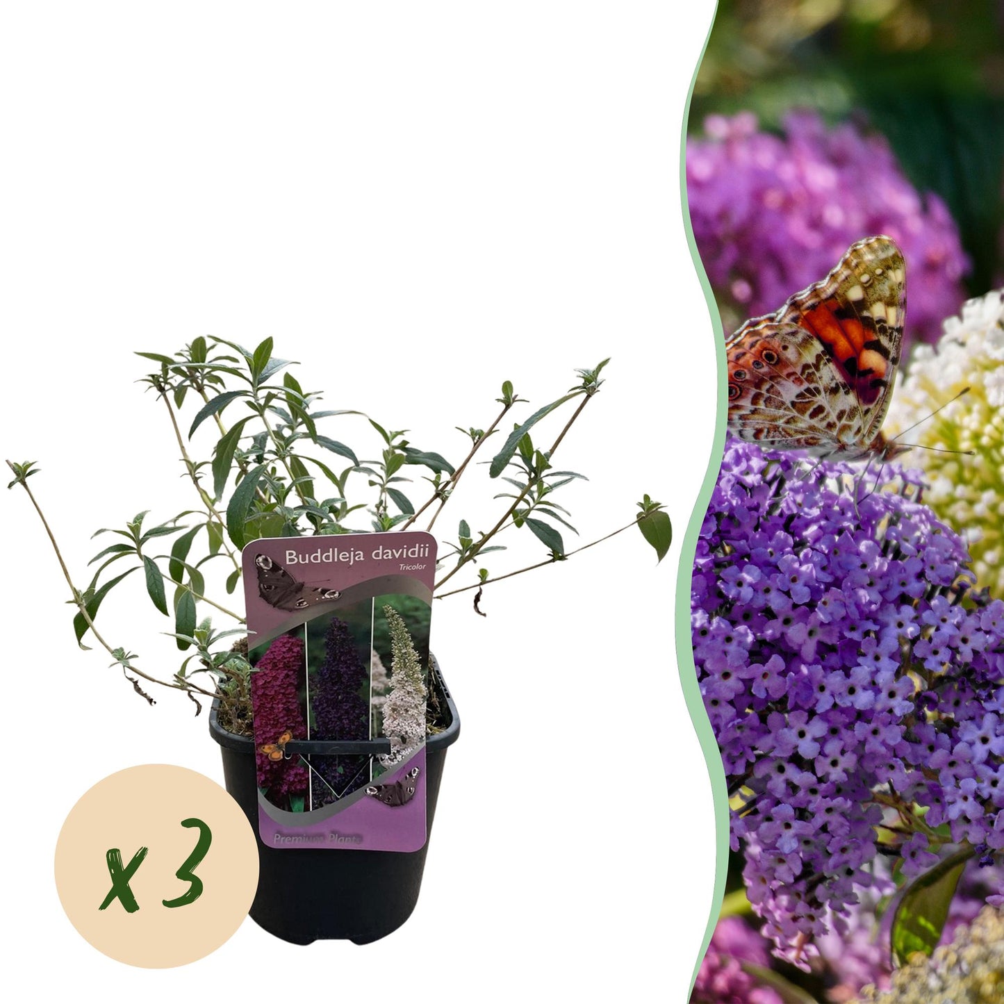 🦋 Buddleja davidii ‘Tricolour’ – Vlinderstruik (3 Stuks)