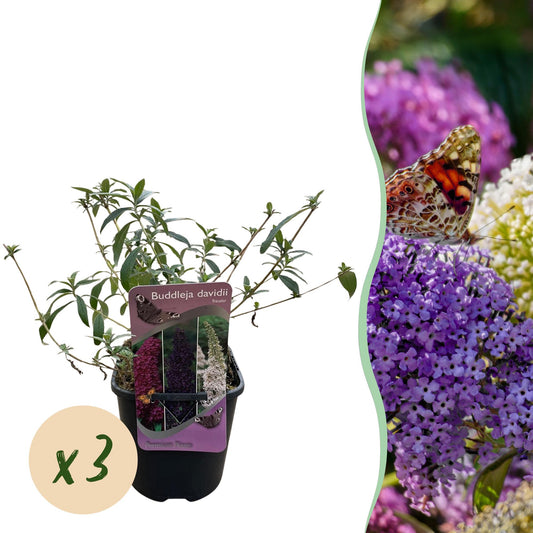 🦋 Vlinderstruik – Buddleja davidii ‘Tricolour’ – Set van 3 Planten – Pot Ø17 cm – Hoogte 30 cm