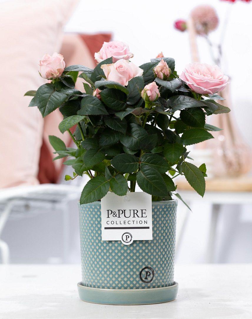 🌸 Rosa ‘Light Pink’ – Lichtroze Kamerroos in Keramische Pot