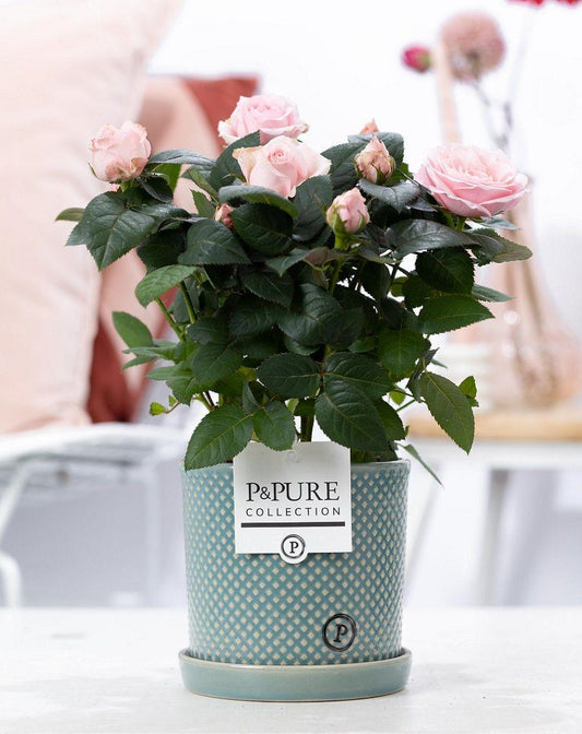 🌸 Rosa ‘Light Pink’ – Lichtroze Kamerroos in Keramische Pot