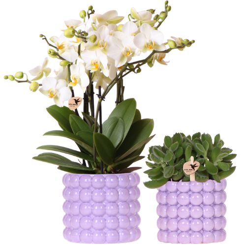 🌸 Plantenset ‘Poppy Paars’ | Orchidee & Groene Plant met Potten