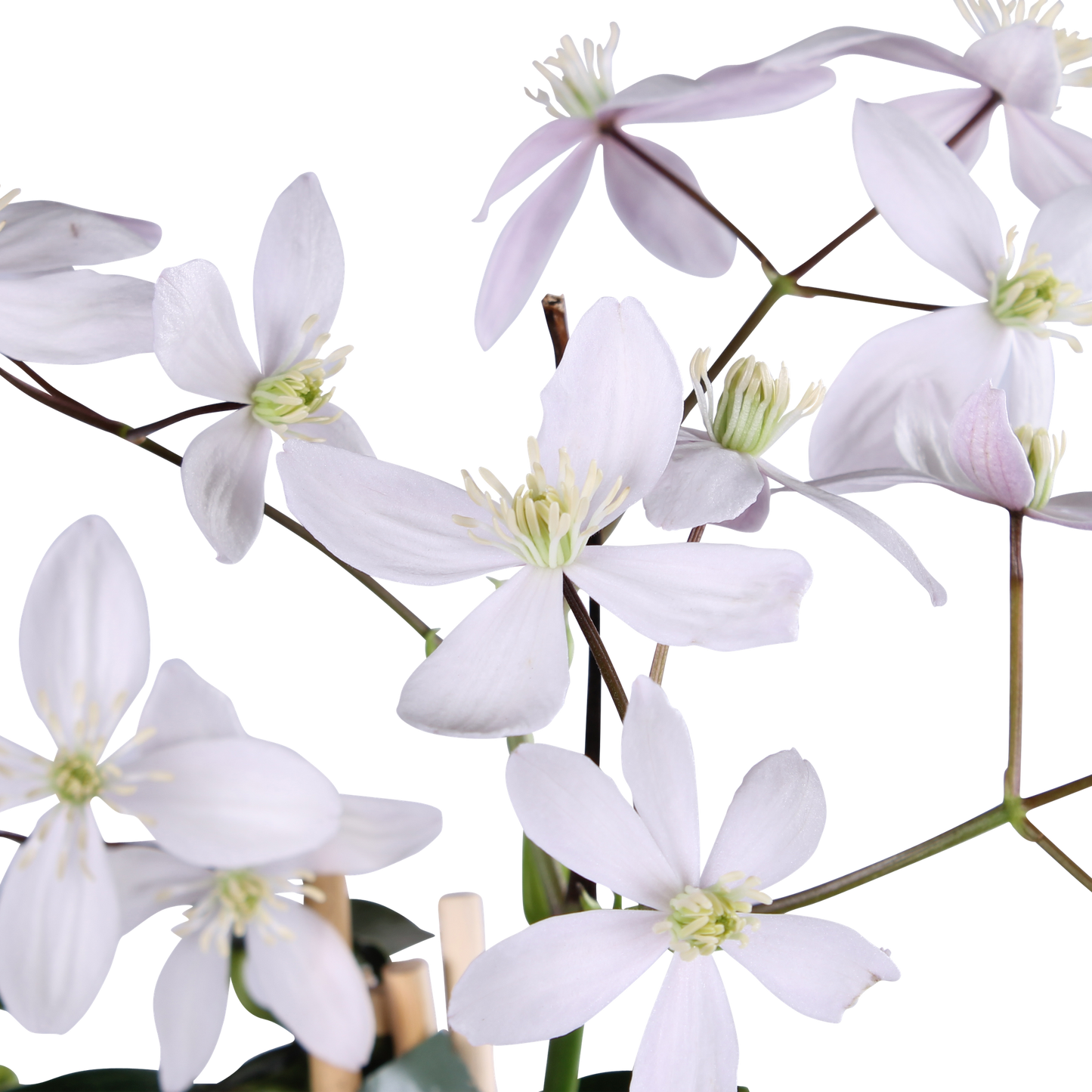 🌸 Clematis armandii ‘Apple Blossom’ – Groenblijvende Klimplant