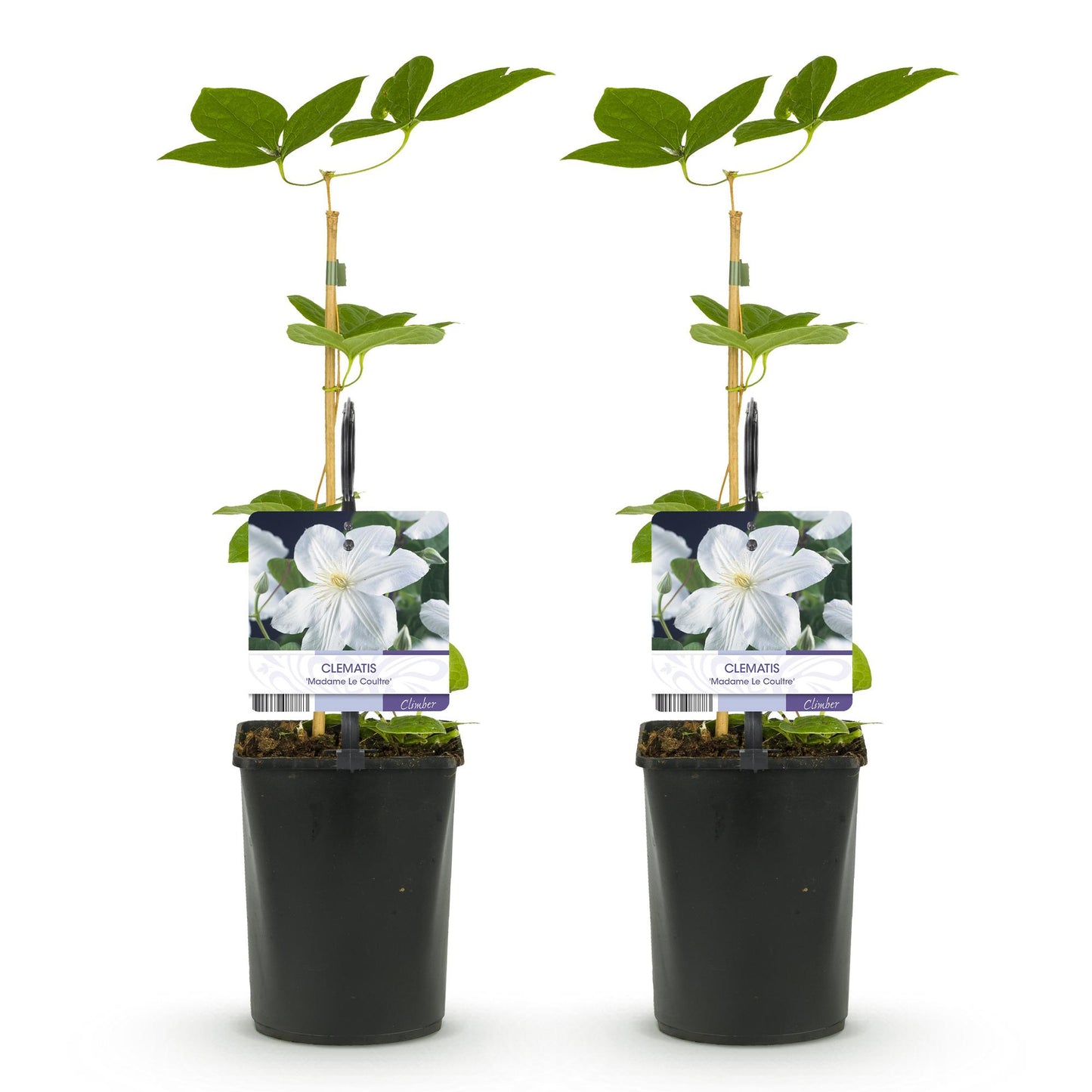 🤍 Clematis ‘Madame Le Coultre’ – Klimplant (2 Stuks)