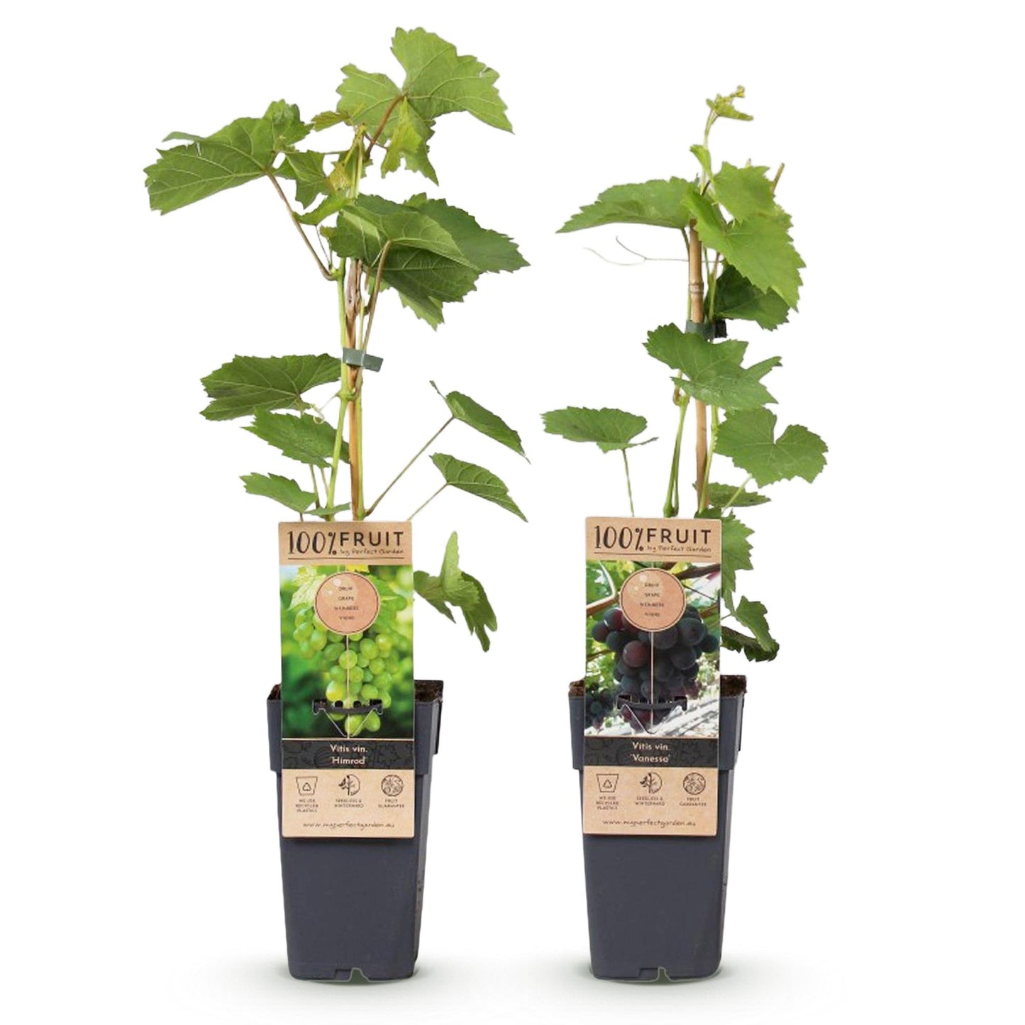 🍇 Vitis ‘Vanessa’ & ‘Himrod’ – Pitloze Druiven (2 Stuks)
