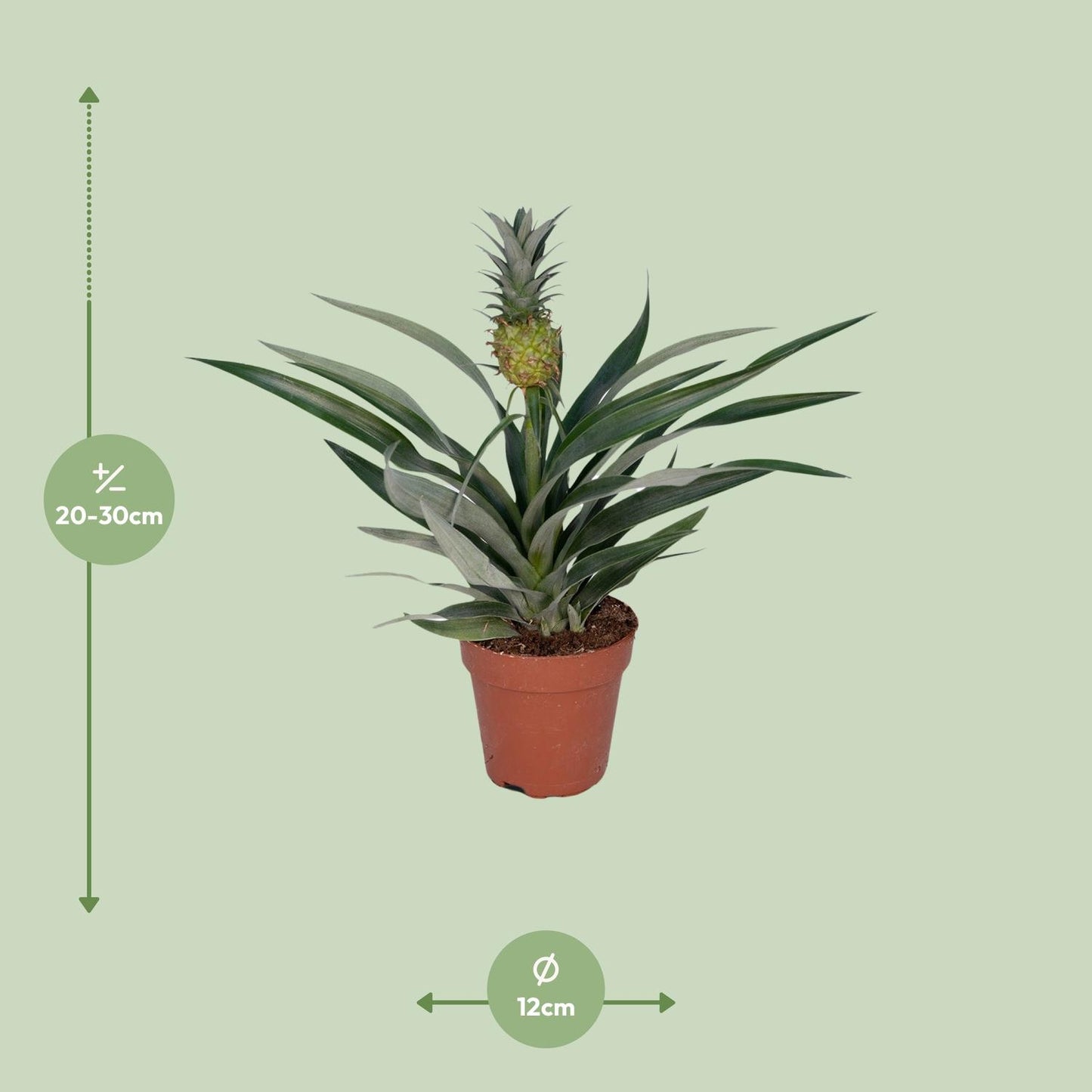 🍍 Bromelia Ananas