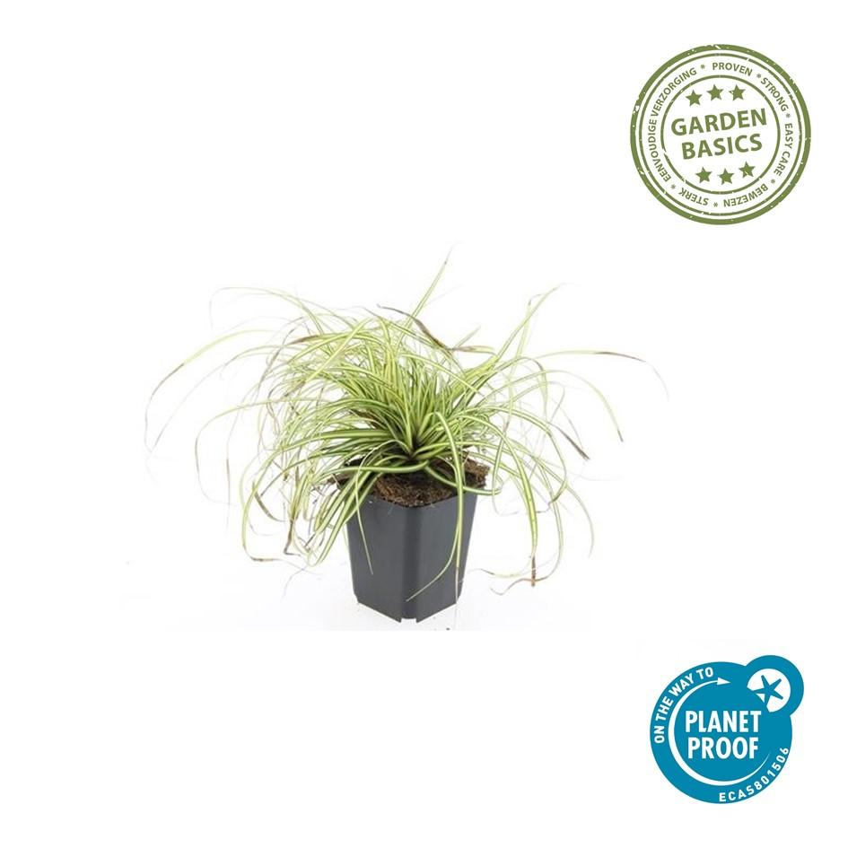 🌾 Carex ‘Evergold’ – Wintergroen Siergras voor Zon & Halfschaduw (24 stuks)