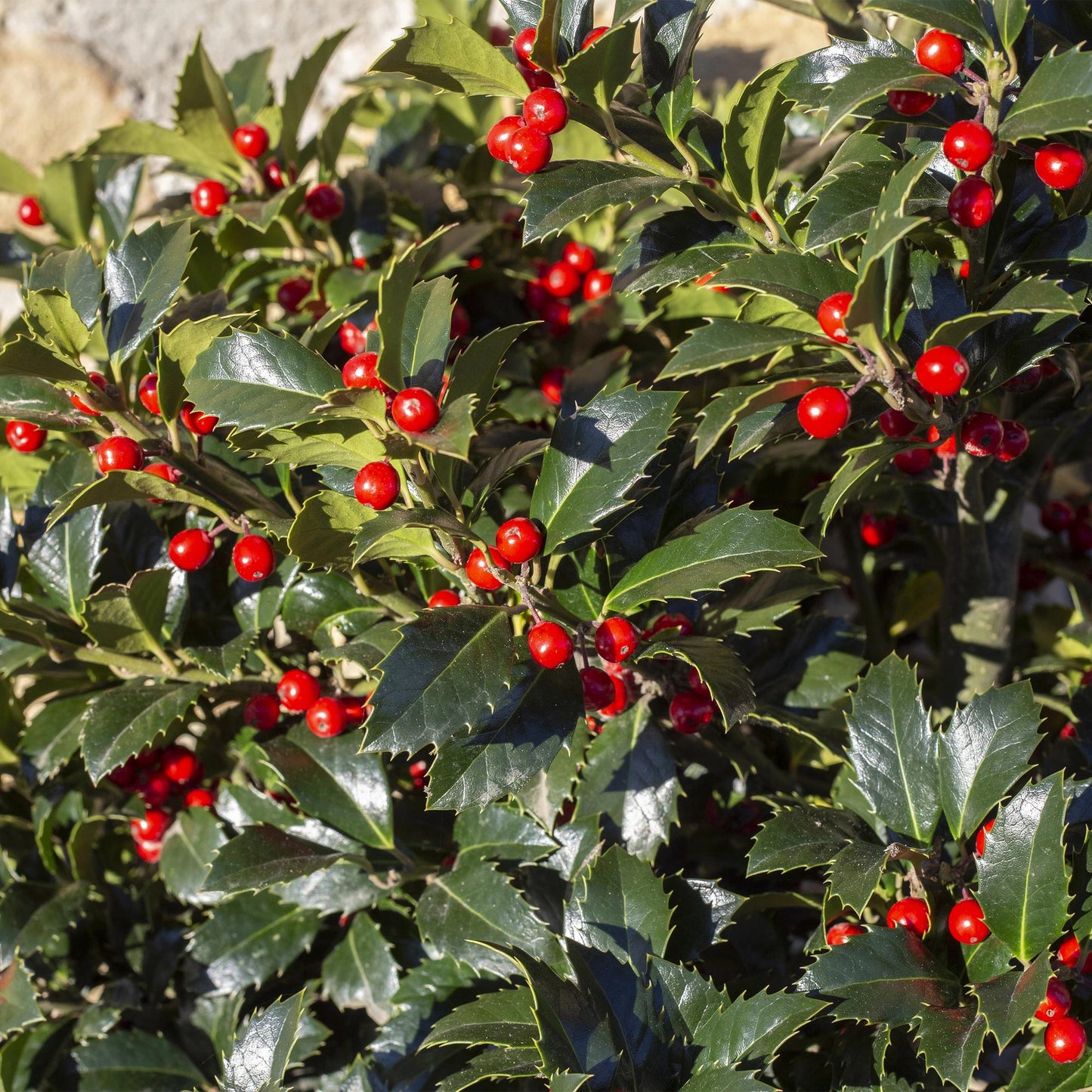 🌿 Ilex Blue Maid | Groenblijvende Haagplant (8 Stuks)