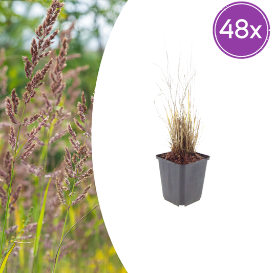 🌾 Calamagrostis brachytricha | Bloeiend Siergras (48 Stuks)
