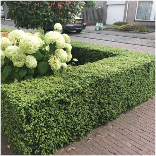 🌿 Ilex crenata ‘Jenny’ | Buxus Vervanger (72 Stuks – 12x 6-pack)