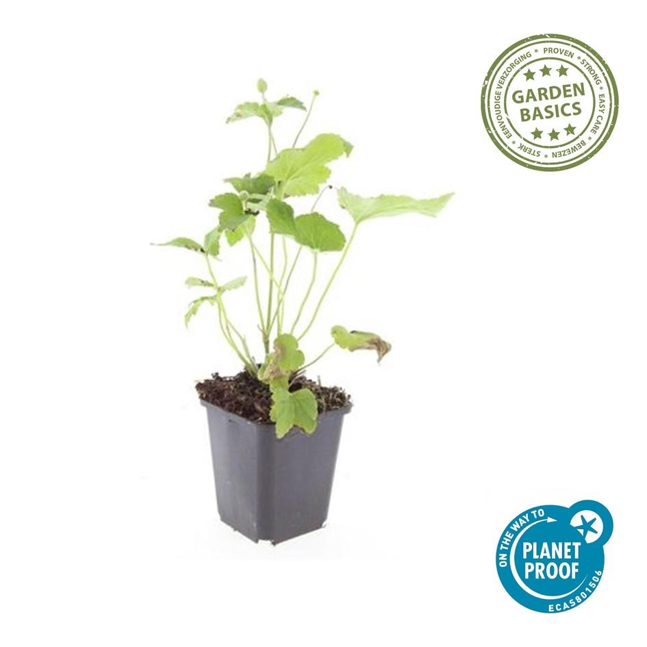 🤍 Anemone hybrida ‘Honorine Jobert’ – Herfstanemoon (6 Stuks)